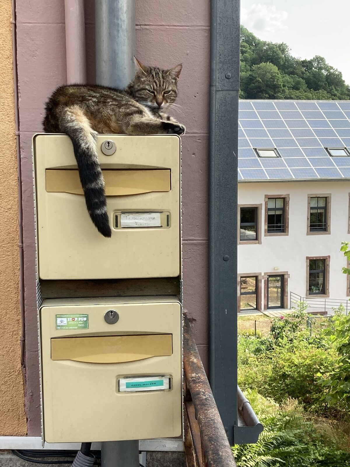 Mailbox Pic of the Day — 2026-06-07